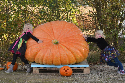 Pumpkin grown 
